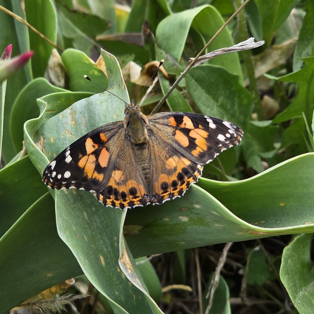 A butterfly with brown, orange, and black wings, white spots, and a black-dotted antenna perched on a large green leaf.
