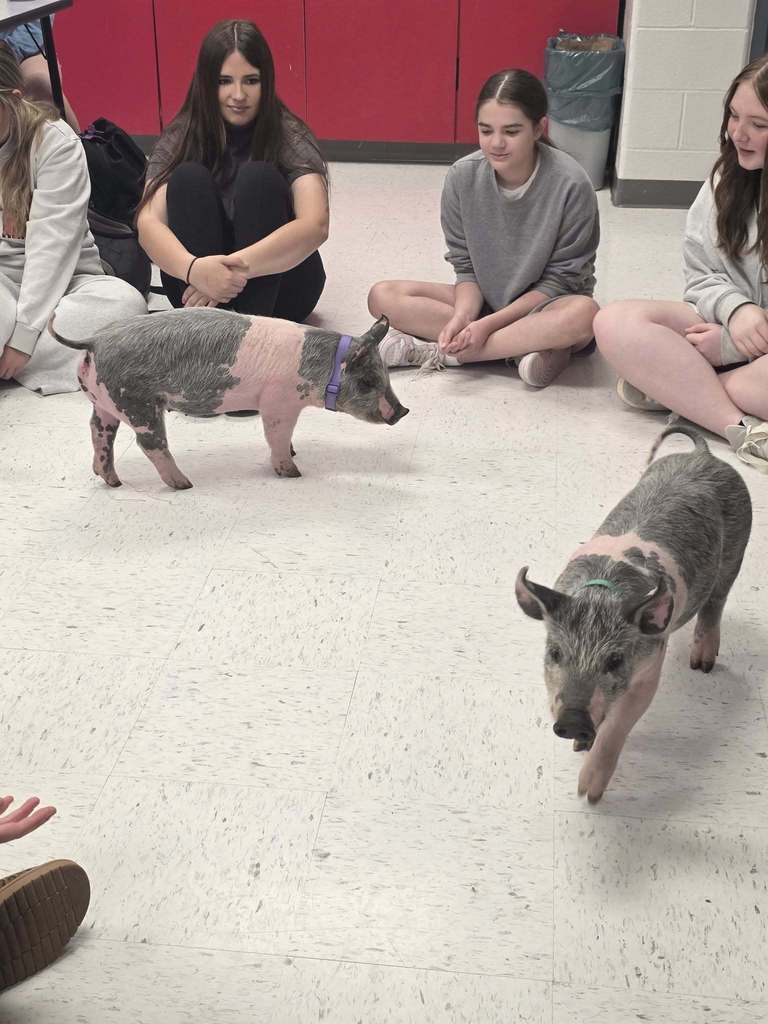 Four students sit in a circle with two small pigs, one pink and one gray, walking between them.