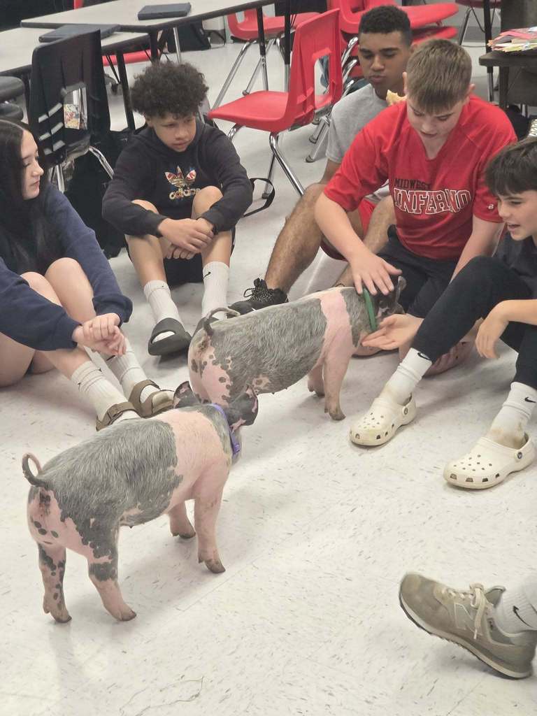 Three children in a classroom, interacting with two small pigs; one pig is sitting while another stands.