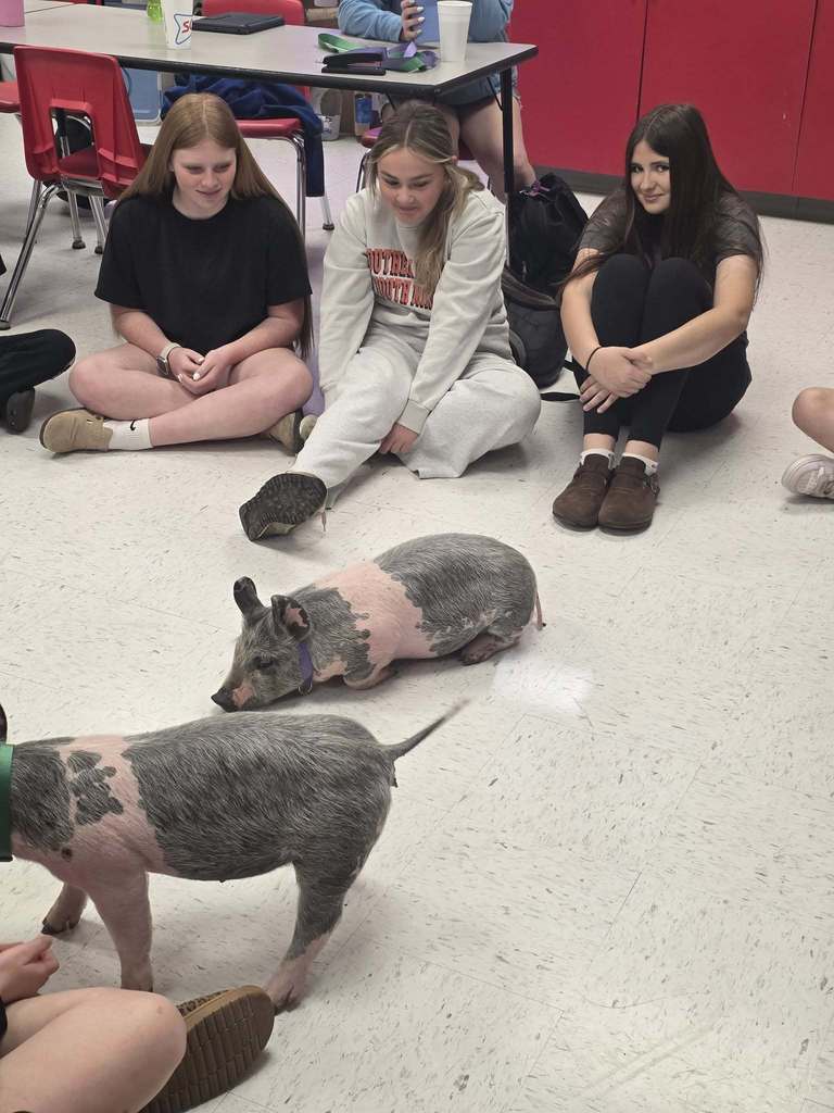 Several people sit around two small pigs on a floor. The pigs are gray with pink spots.