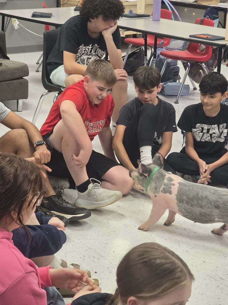 Group of students in a classroom setting. A pig is walking among them, with students sitting on the floor.