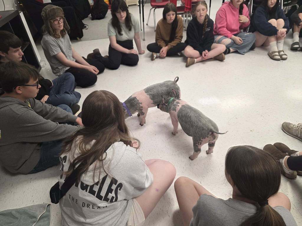 A group of people are sitting on the floor, watching two small gray pigs playing. The setting appears to be a classroom.