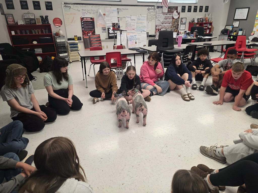 Students sit in a circle with two pigs in the middle, inside a classroom. Tables, chairs, and boards line the room.