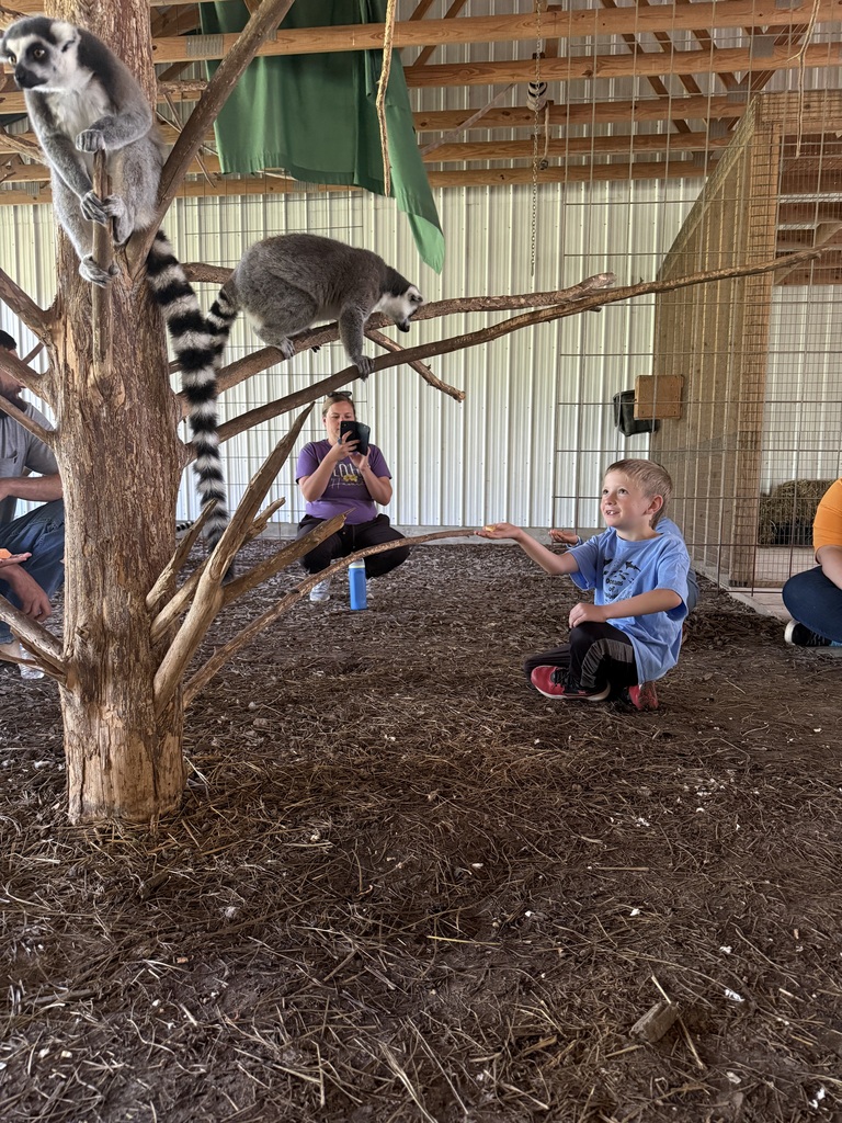 Two children sit near a tree in a zoo with lemurs. One child reaches out while the other films.