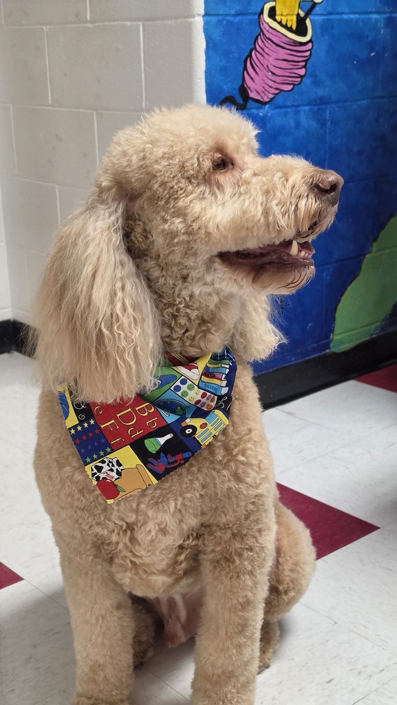 A curly-haired dog in a colorful bandana sits in a room with white and red floor tiles.