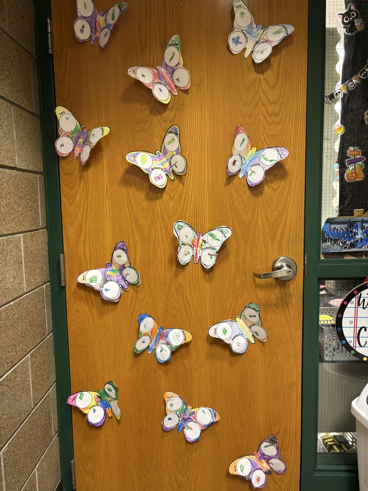 butterflies