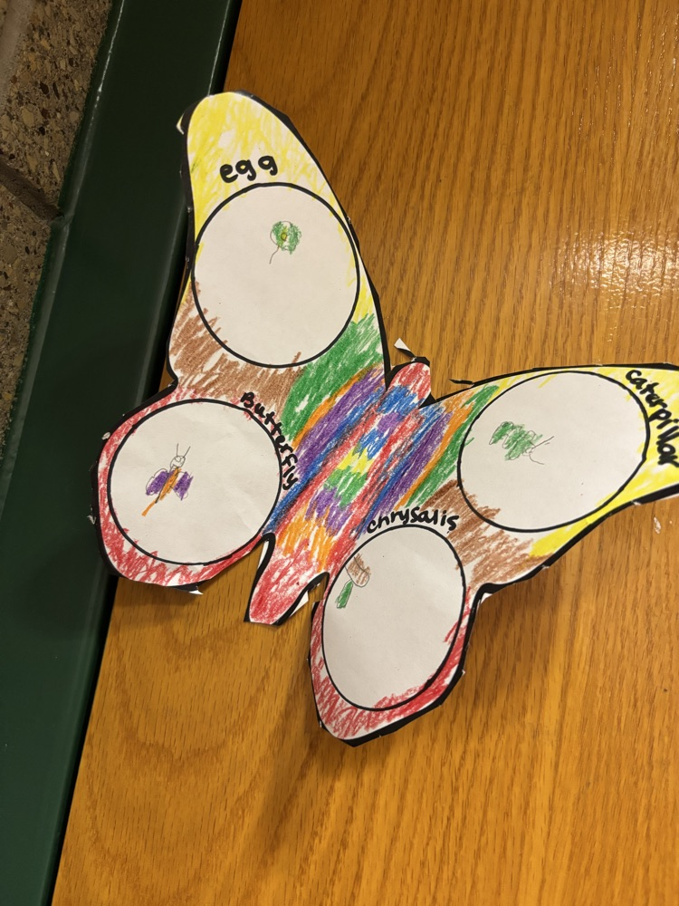 butterfly