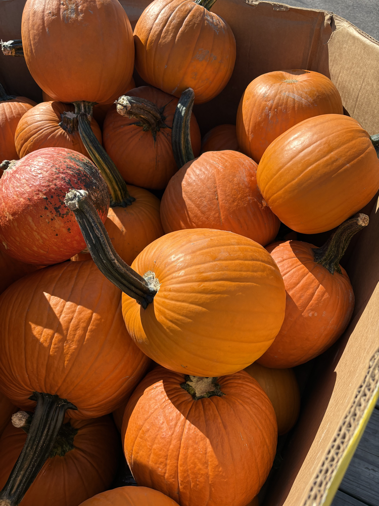pumpkin