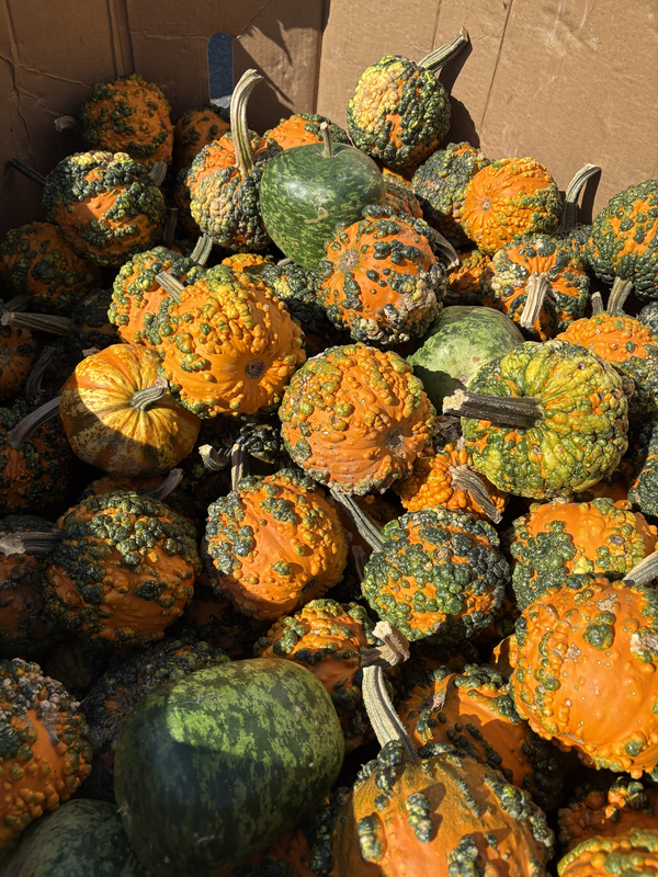 gourd