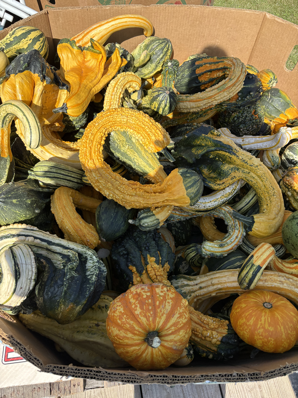 gourd