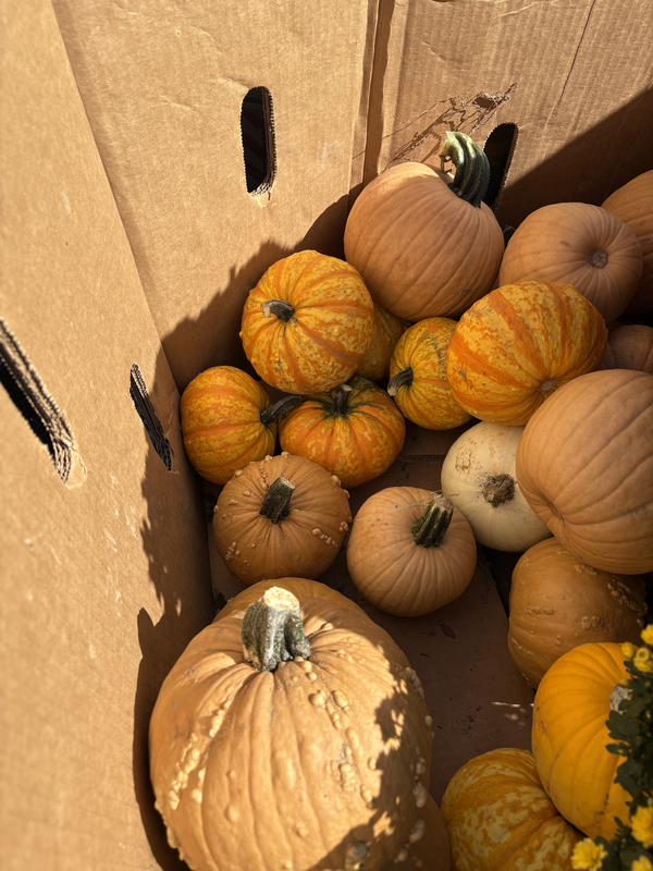 gourd