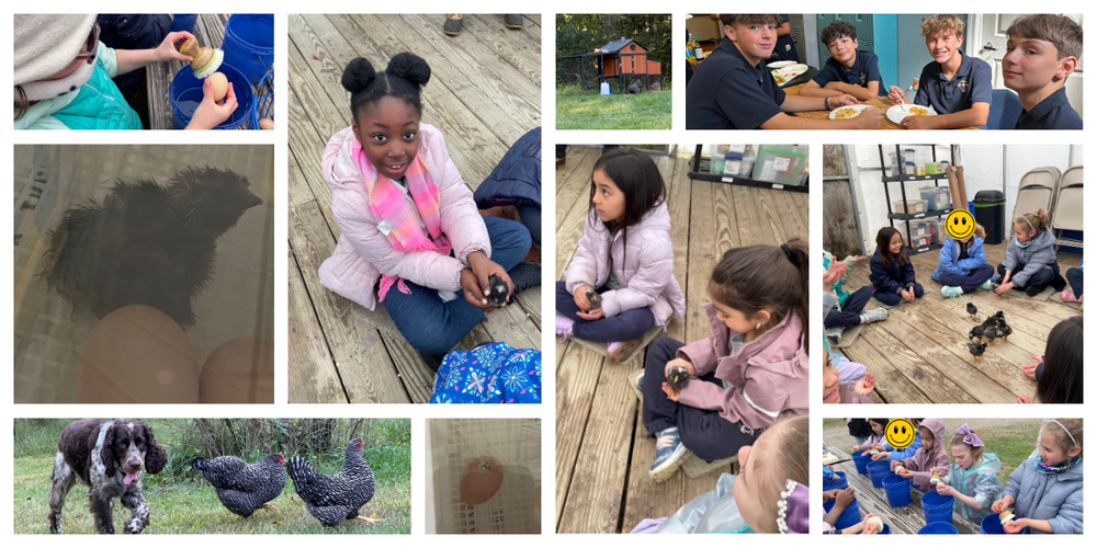 Chicks & Chickens