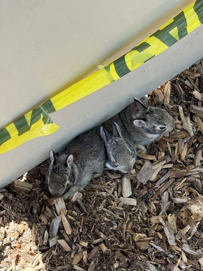 bunnies