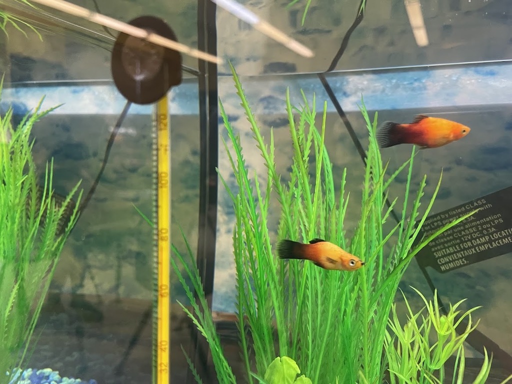 Fish