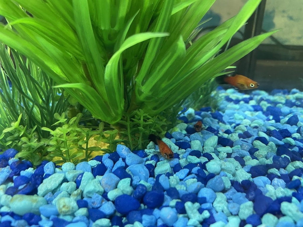 Fish