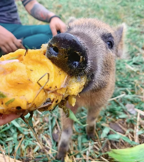 Little pig eating a pineapple.