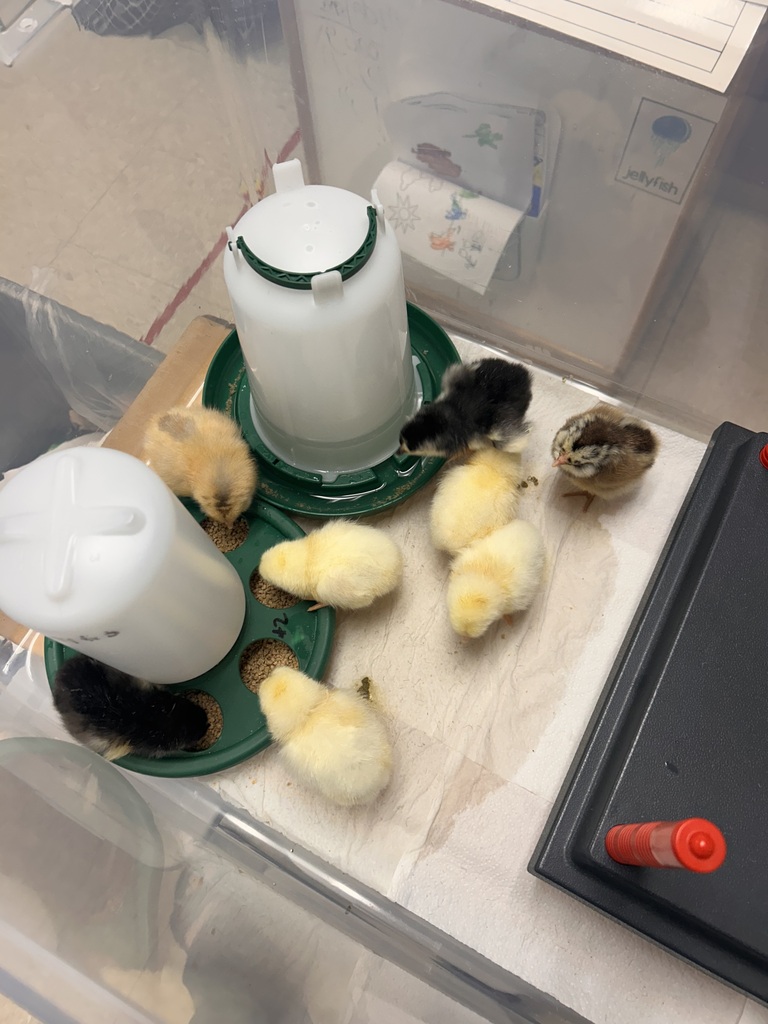 Baby Chicks