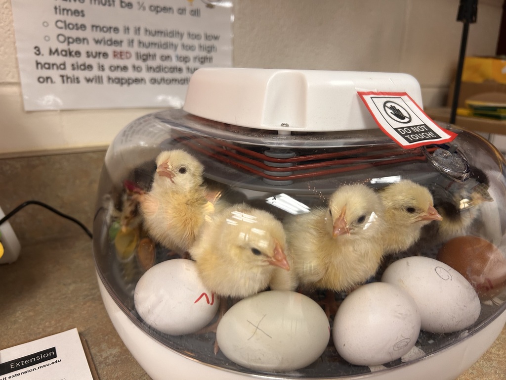 Baby Chicks
