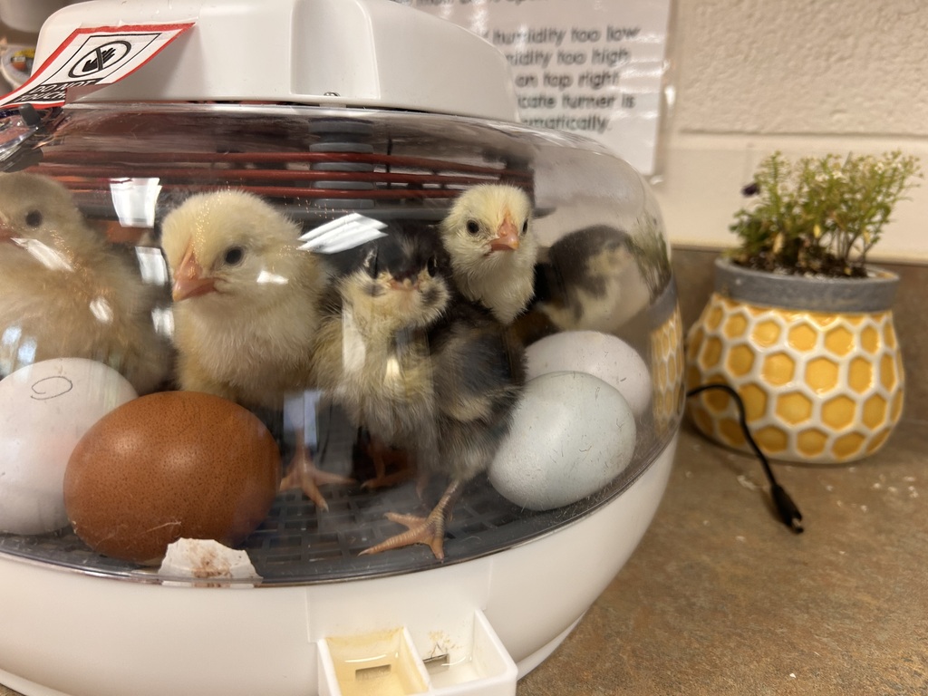 Baby Chicks