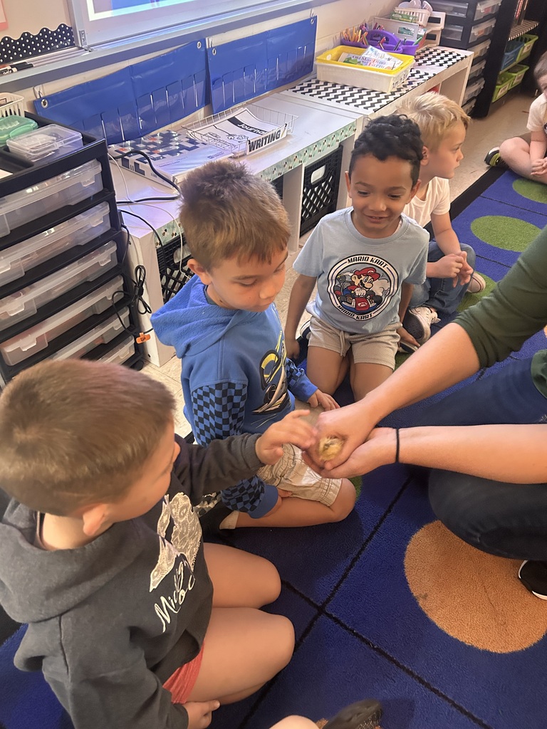 Baby Chicks