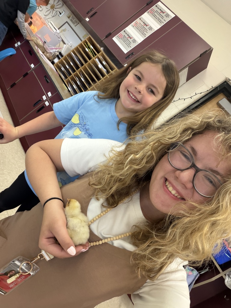 Baby Chicks
