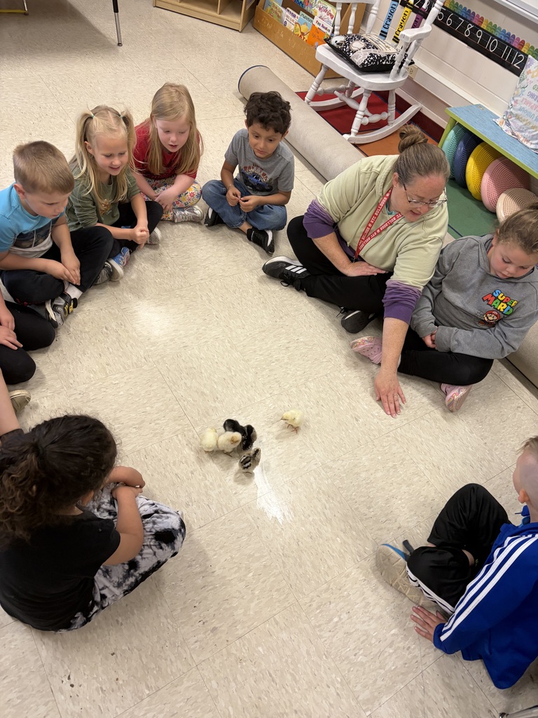 Baby Chicks