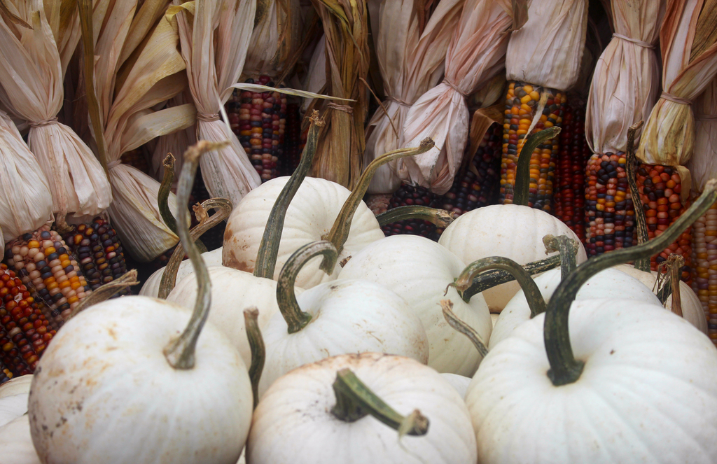 Photo of white pumpkins and flint corn. 