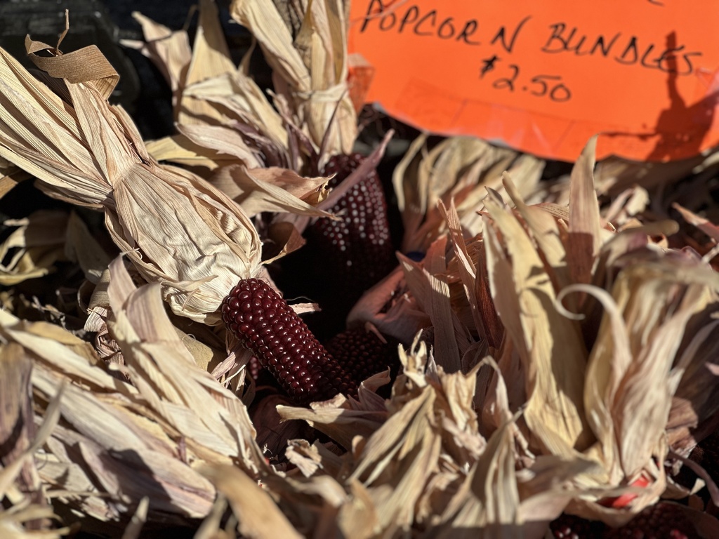 Decorative corn bundles on display at the Woodland Fall Harvest
