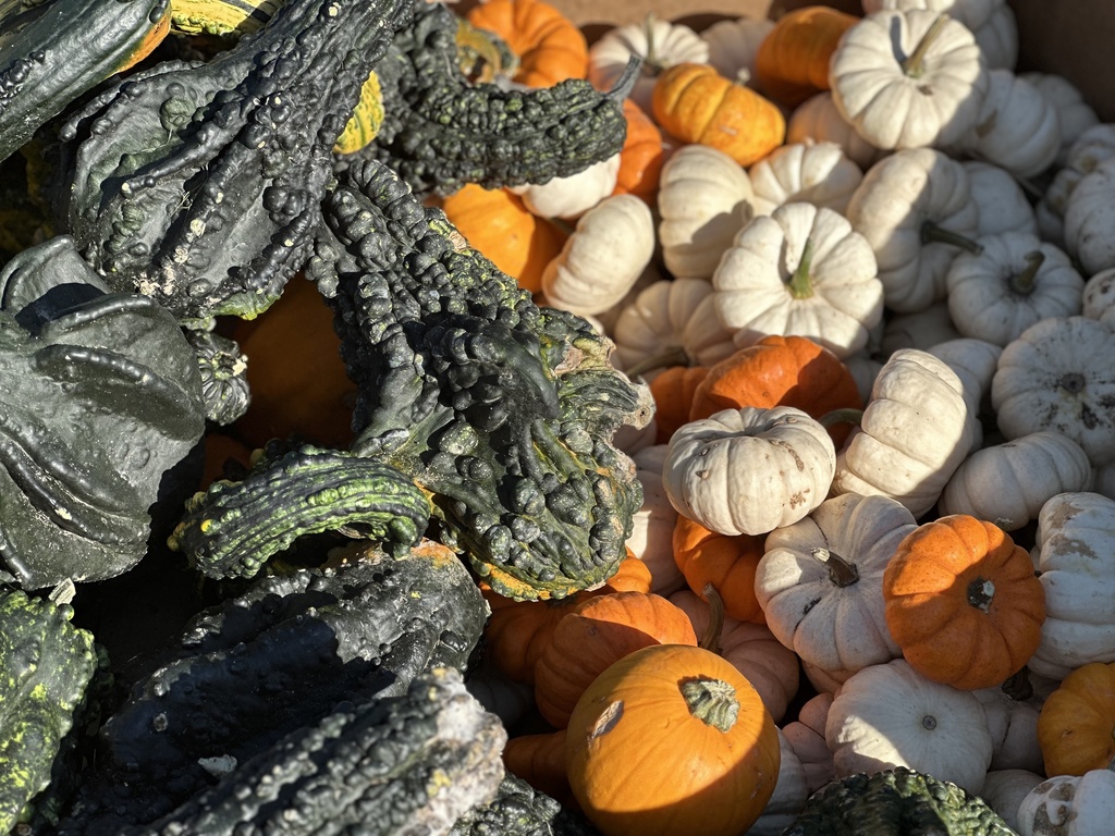 A variety of decorative gourds on display at the Woodland Fall Harvest