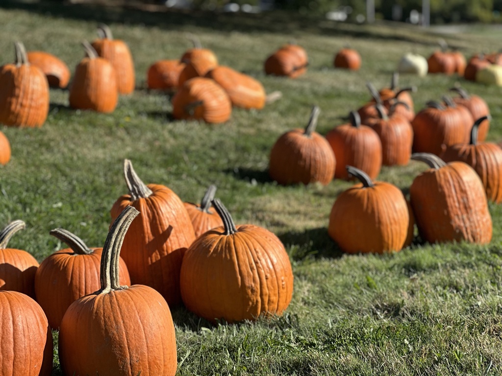 Pumpkins setting on the lawn in front of Woodland 