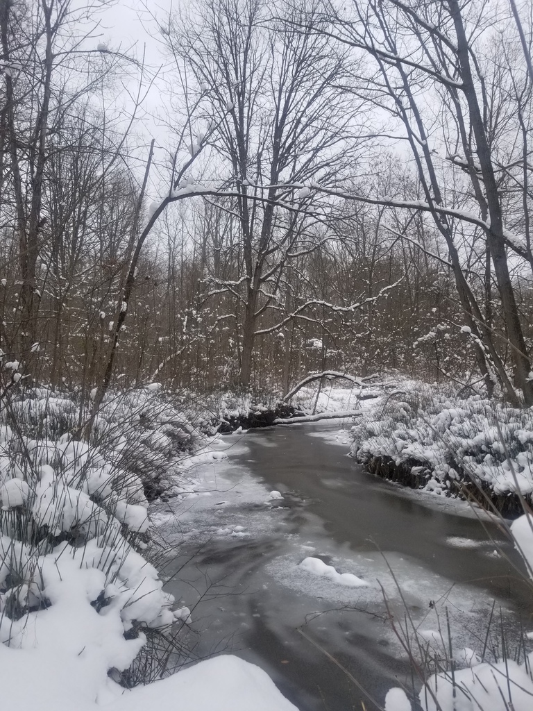 The Pine River in Winter