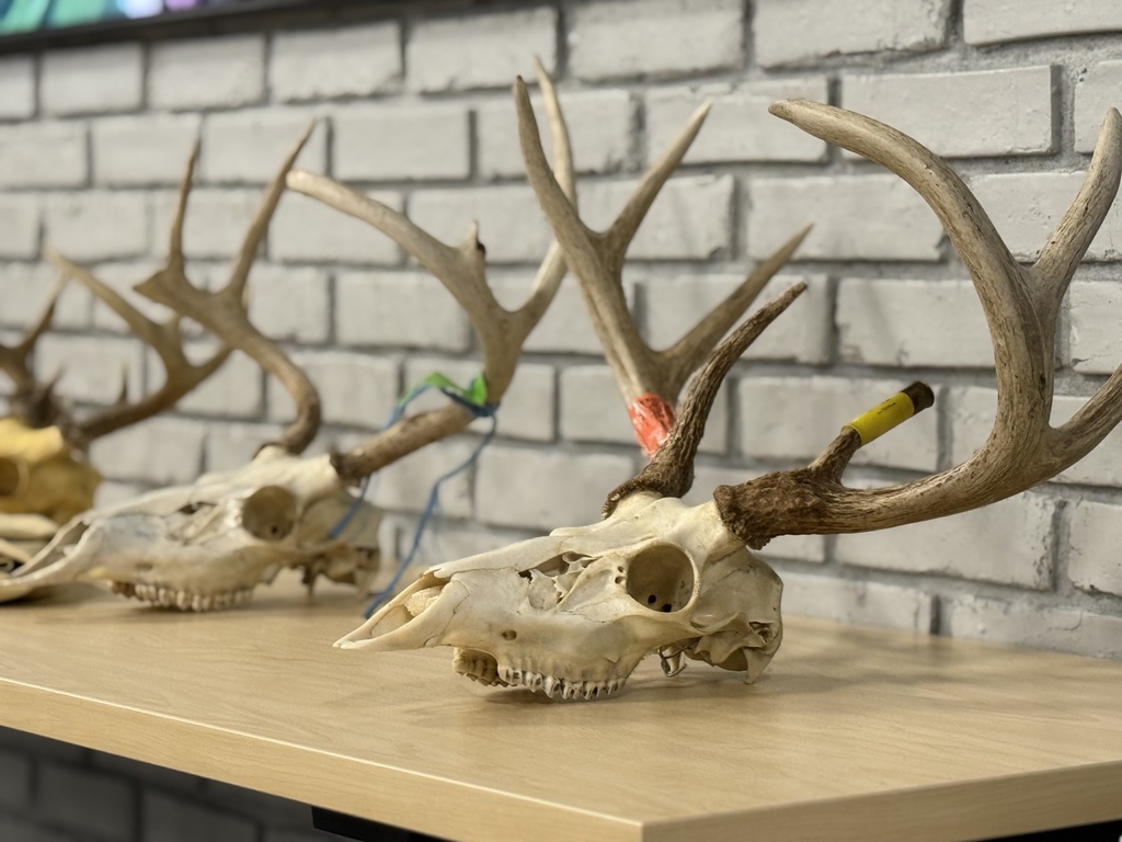Animal skulls with antlers on display