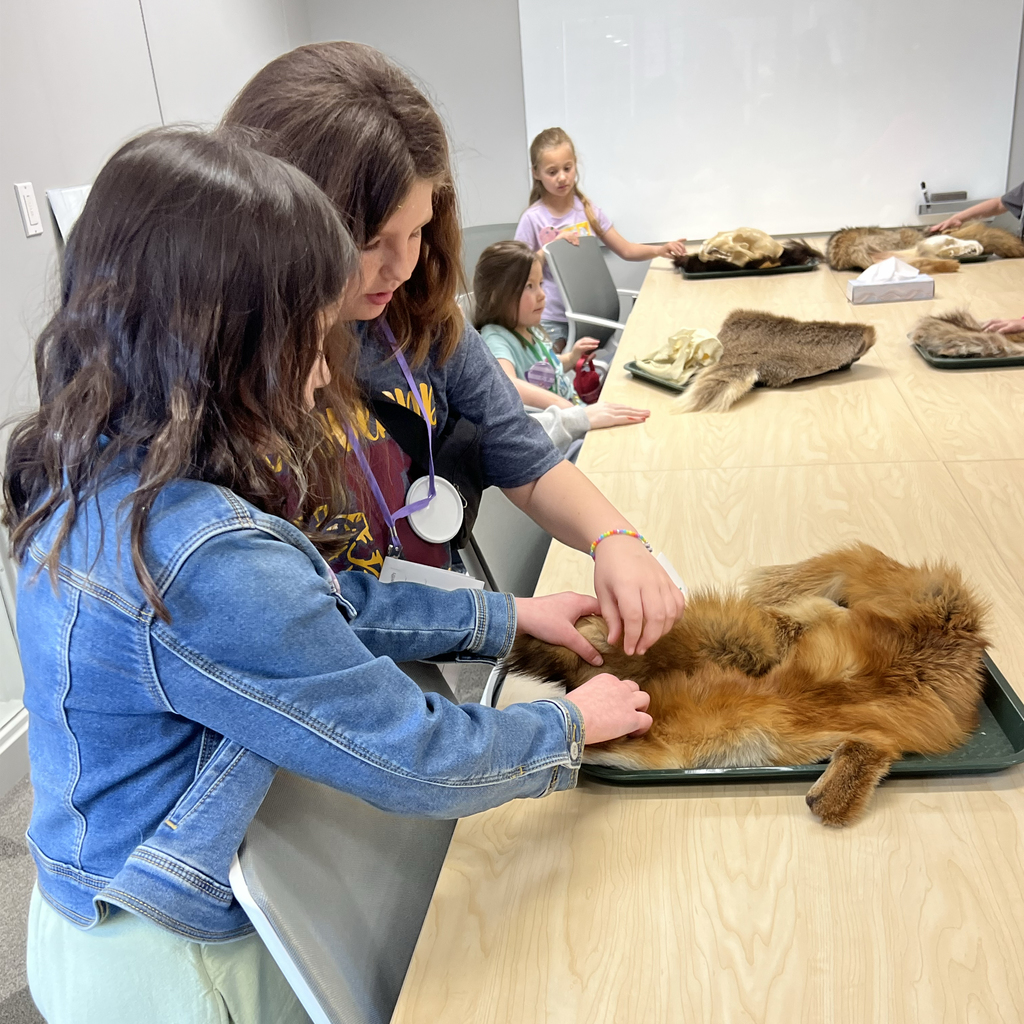 Two students touch an animal pelt