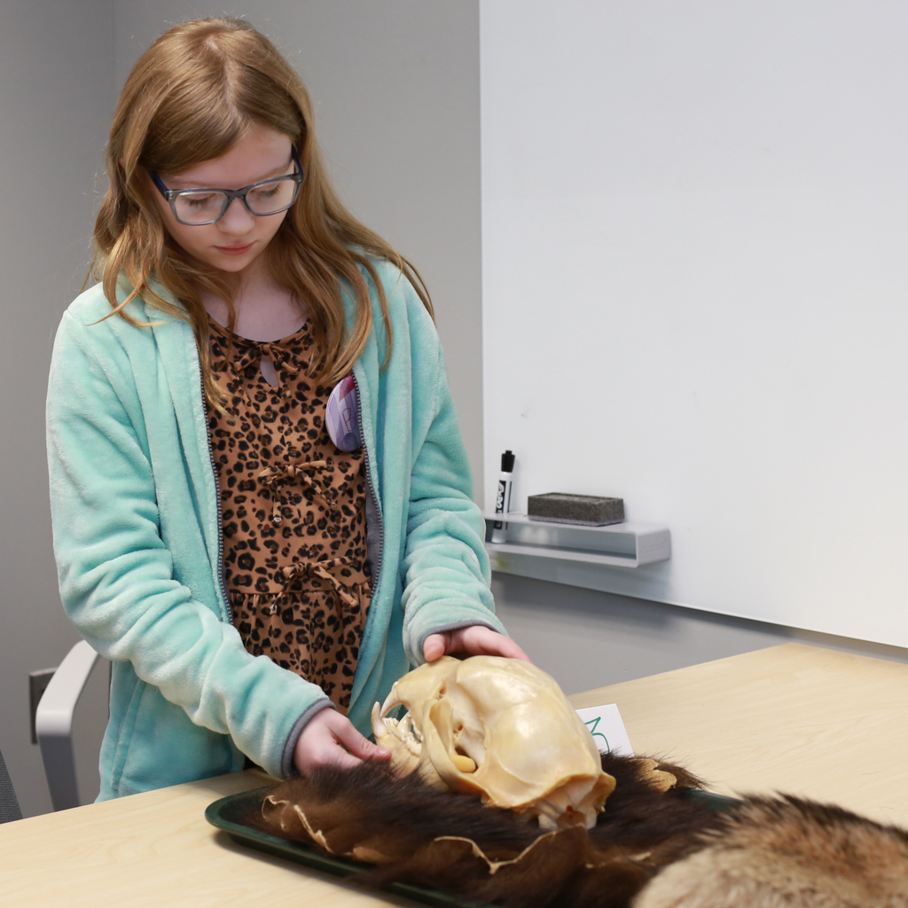 A student touches an animal skull that sets next to a an animal pelt.