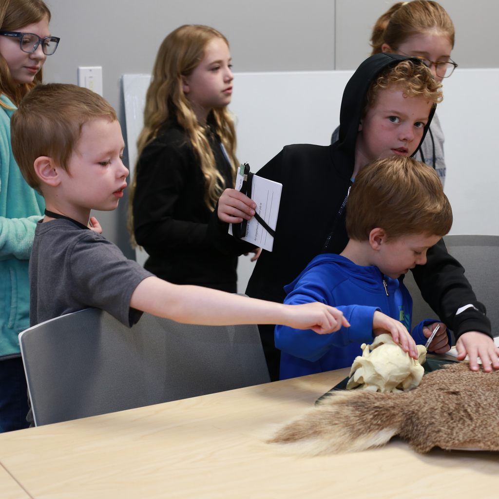 A group of students stand around a table with animal skulls and pelts on display