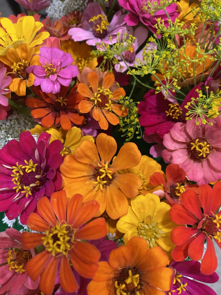 Colorful Zinnias