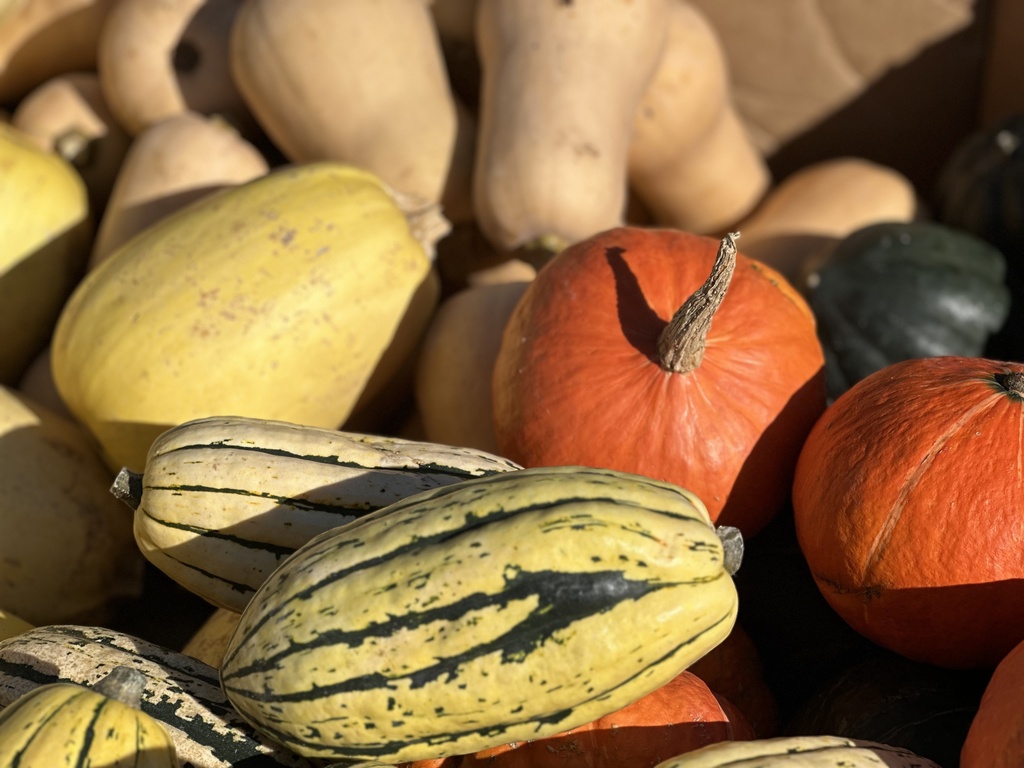 Closeup photo of pumpkins and squash