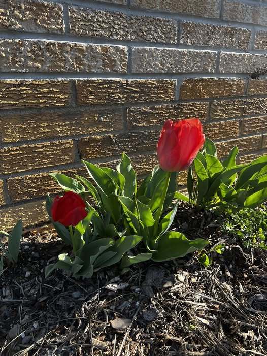 Flowers planted at Willow Glen in memory of Michelle Engman
