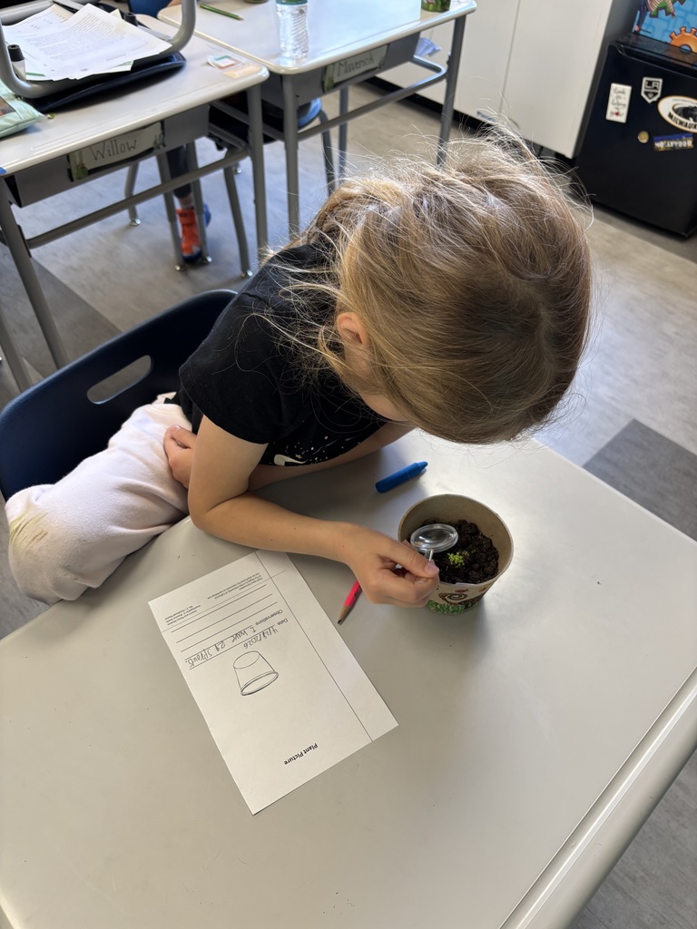 Student fills out an observation sheet while looking at their sprout with a magnifying glass. 