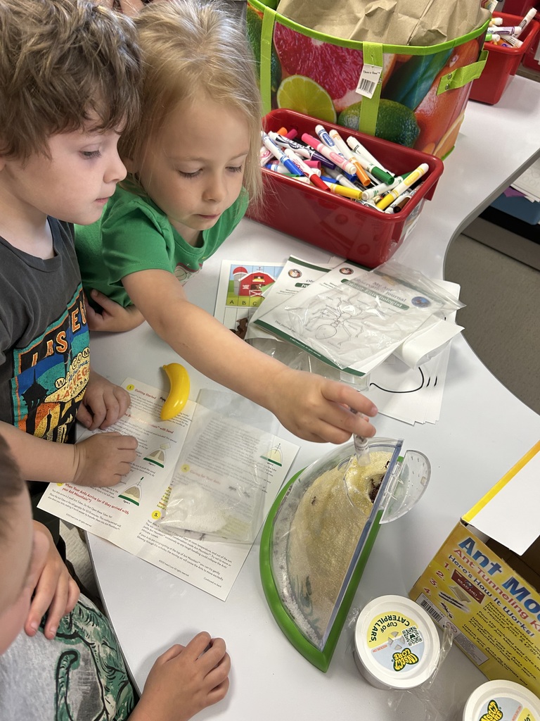 preschool ants
