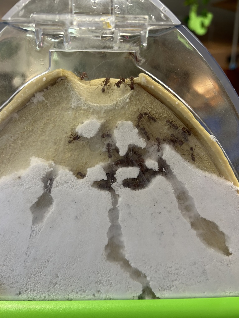 preschool ants