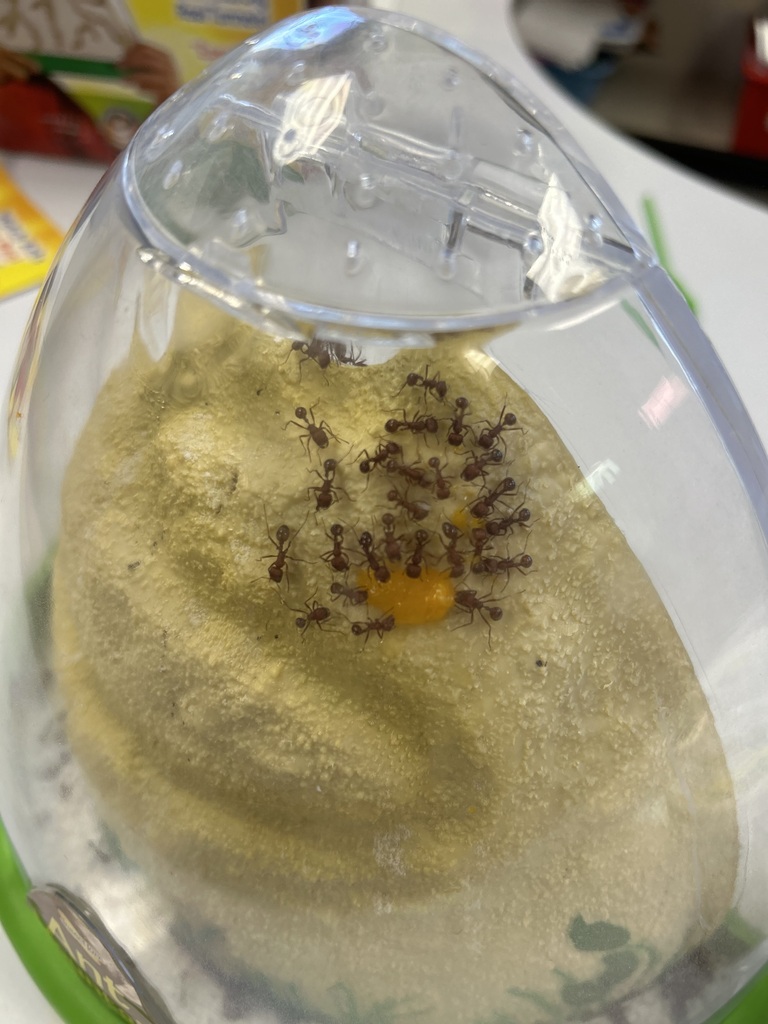 preschool ants
