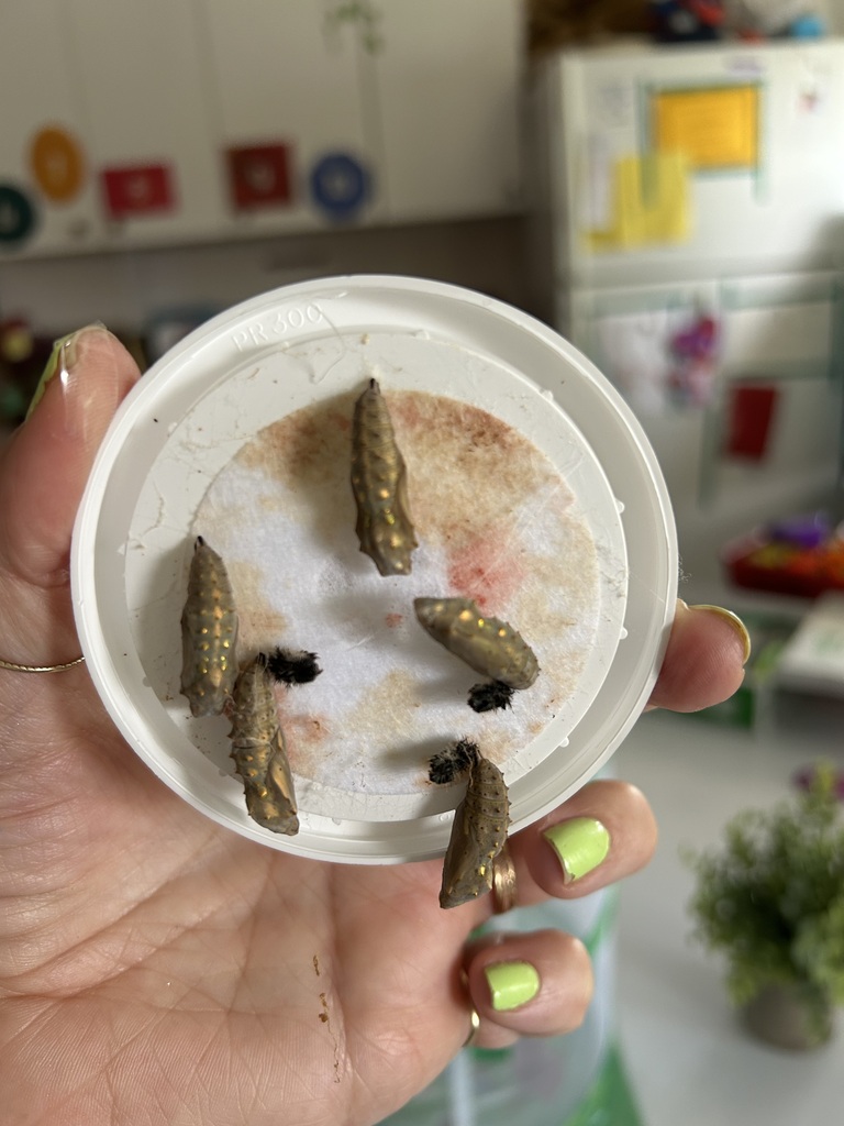 preschool butterflies