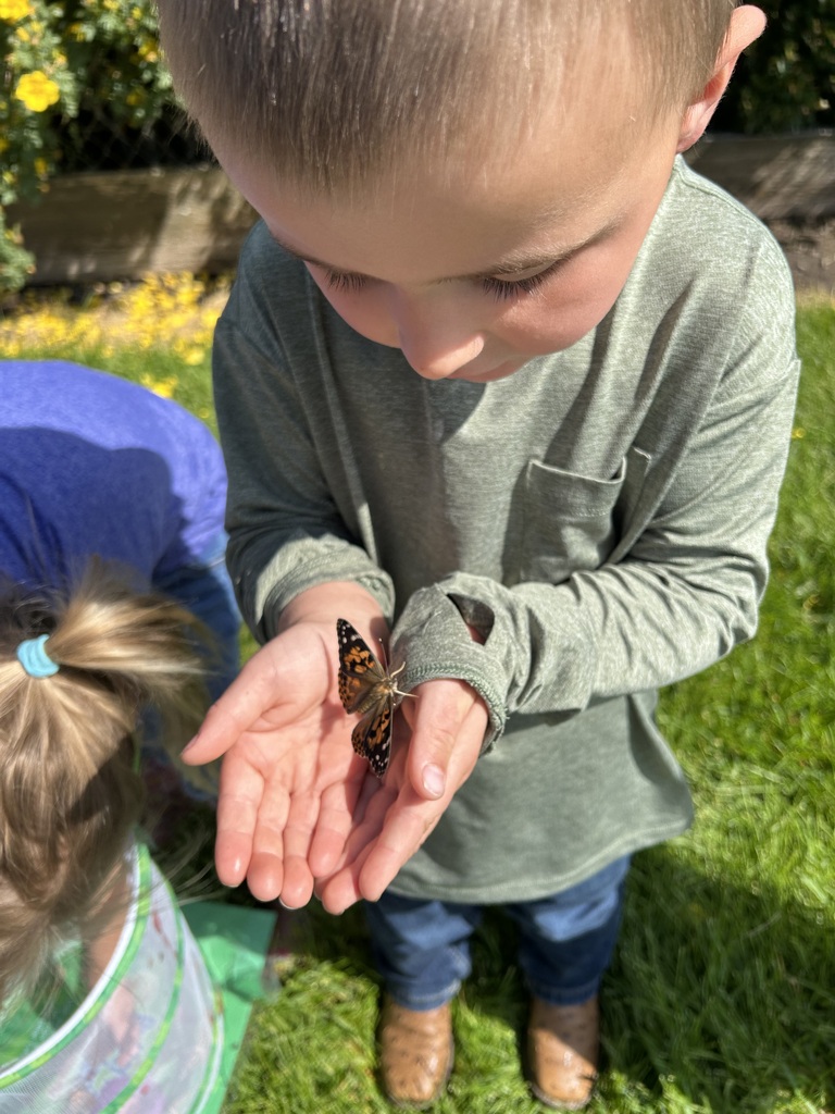 preschool butterflies