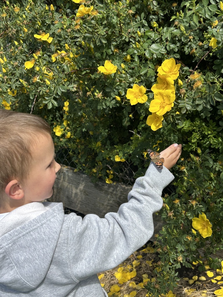 preschool butterflies