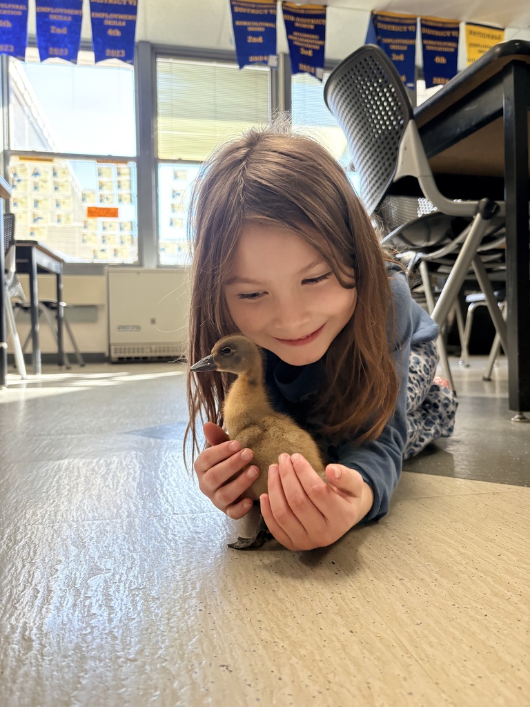 Duckling Snuggles!