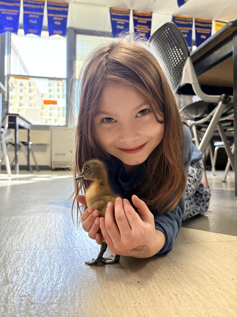 Duckling Snuggles!