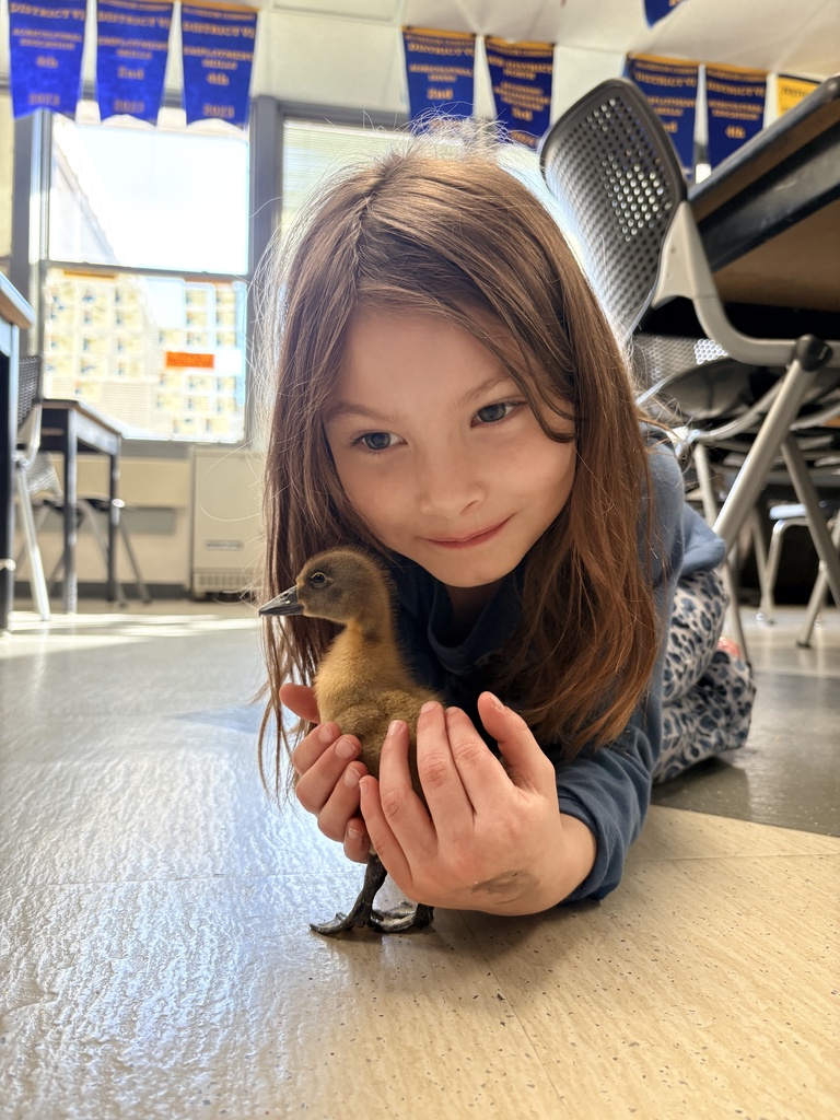 Duckling Snuggles!