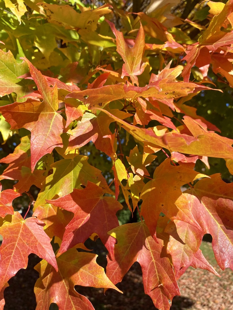 First day of Fall