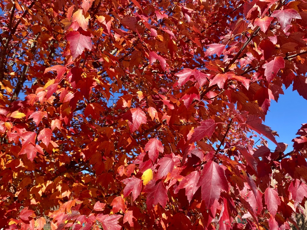 First day of Fall